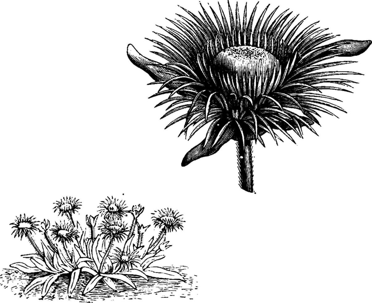 Gewohnheit und freistehend Blume von Mesembryanthem pomeridianum Jahrgang Illustration. vektor