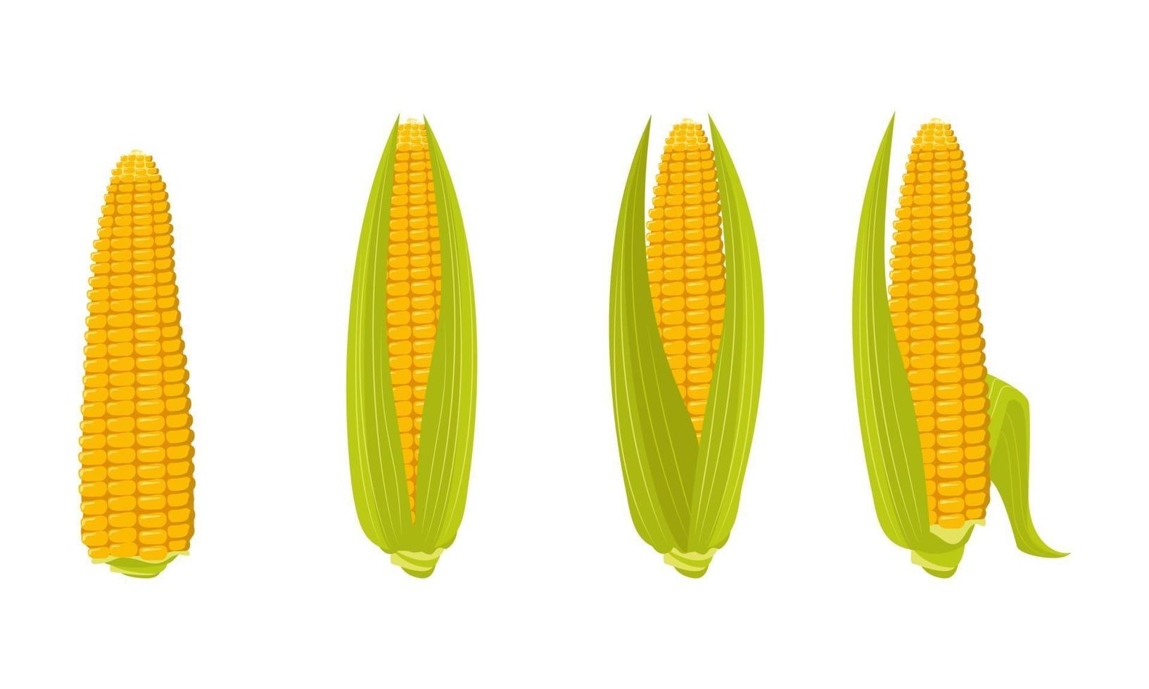 Satz Maiskolben mit Blättern und Körnern. Sommer- und Herbsternte, leckeres Essen. Vitaminquelle vektor