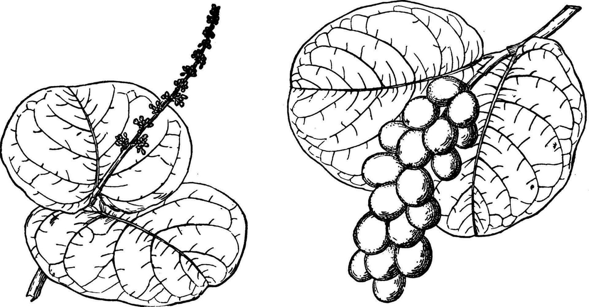 gren av hav druva årgång illustration. vektor