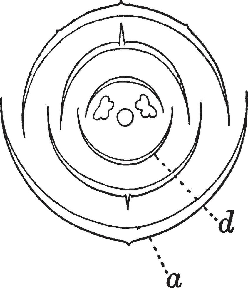 vårlig gräs årgång illustration. vektor