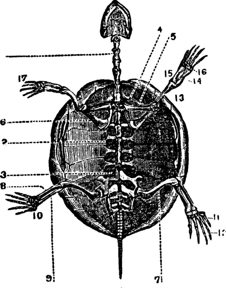 Skelett von ein Schildkröte, Jahrgang Illustration. vektor