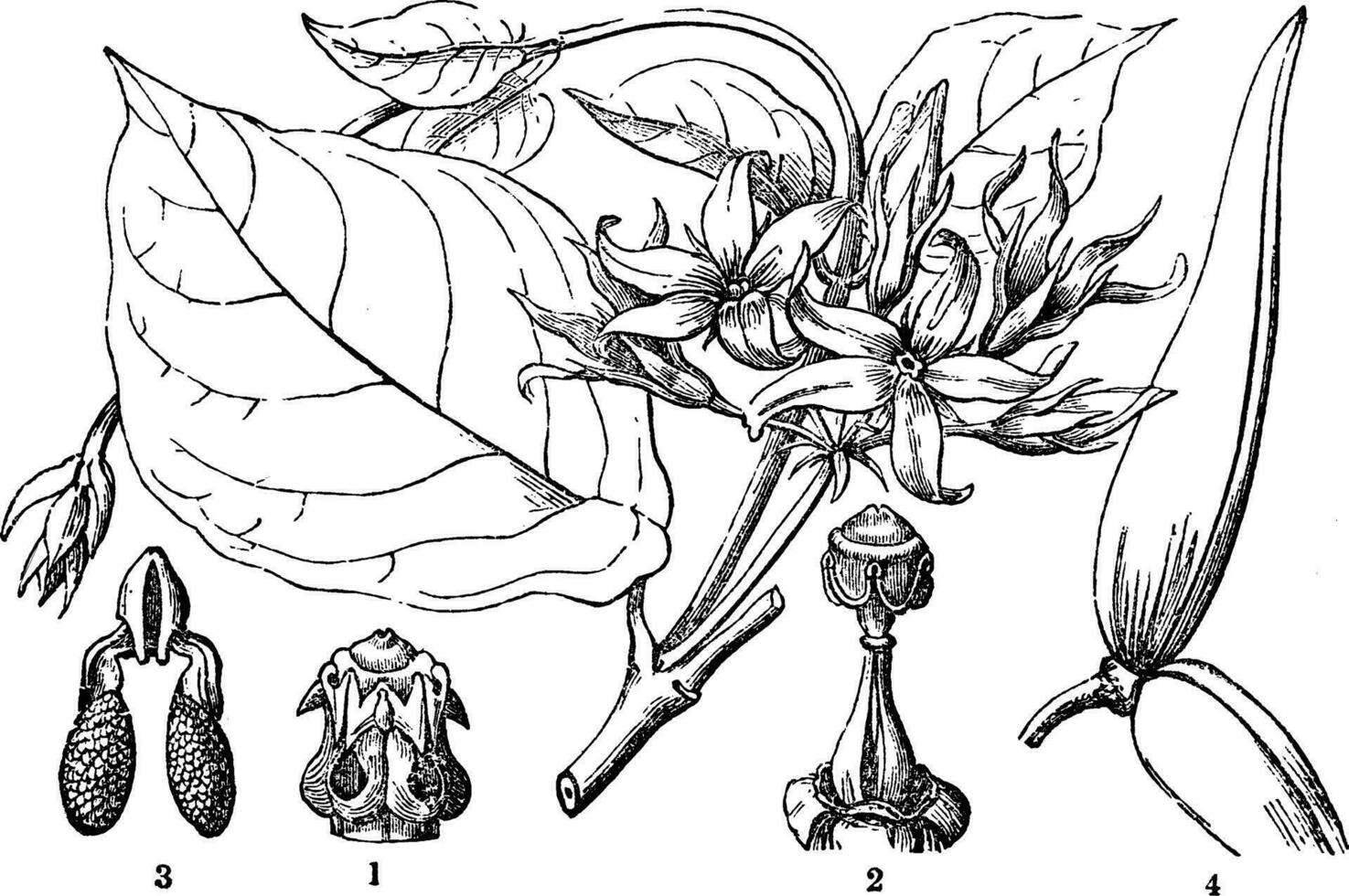 schubertia, blommande, apocynaceae, växt årgång illustration. vektor