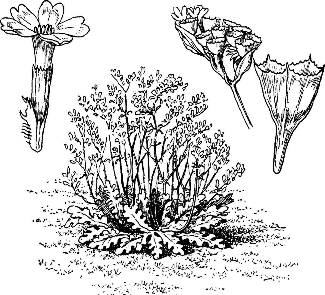 bonduellii, limonium, dicot, släkte, magnoliopsid årgång illustration. vektor