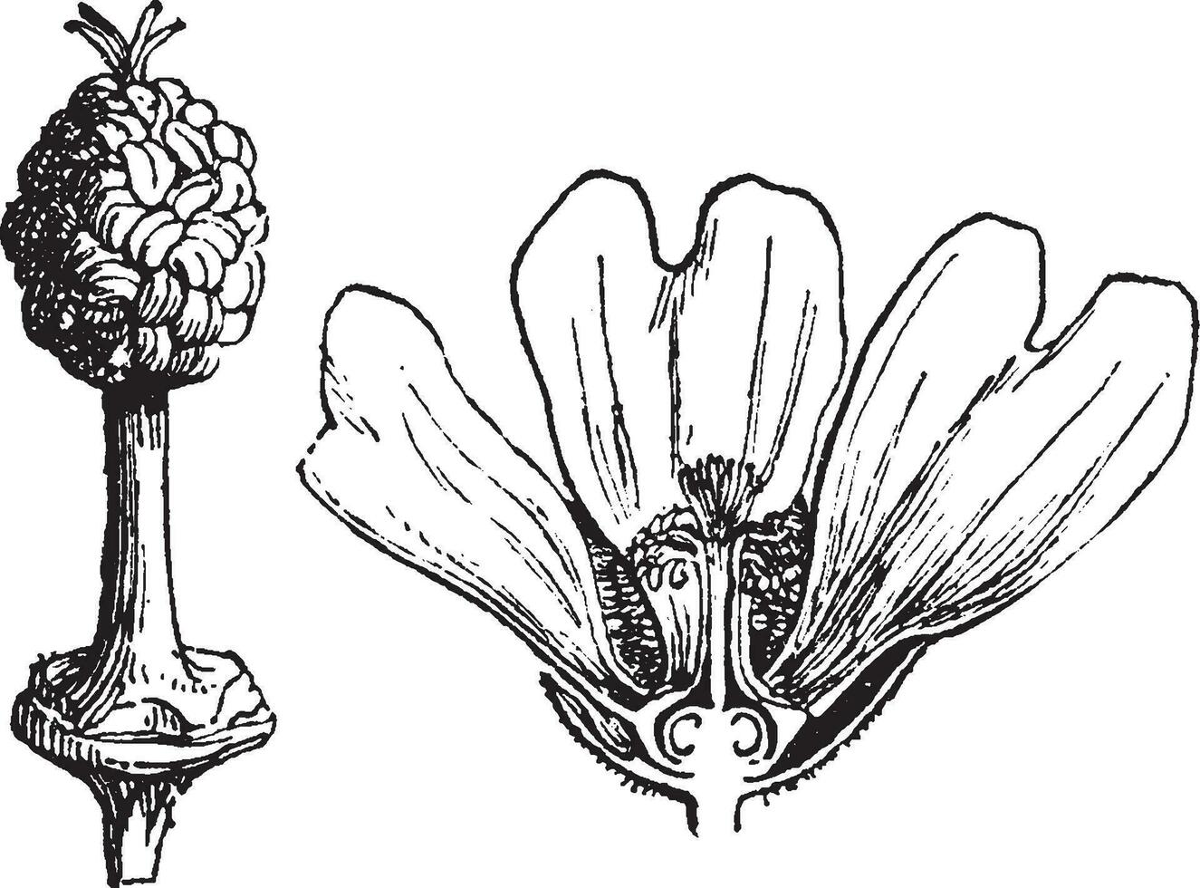 Androphor Jahrgang Illustration. vektor