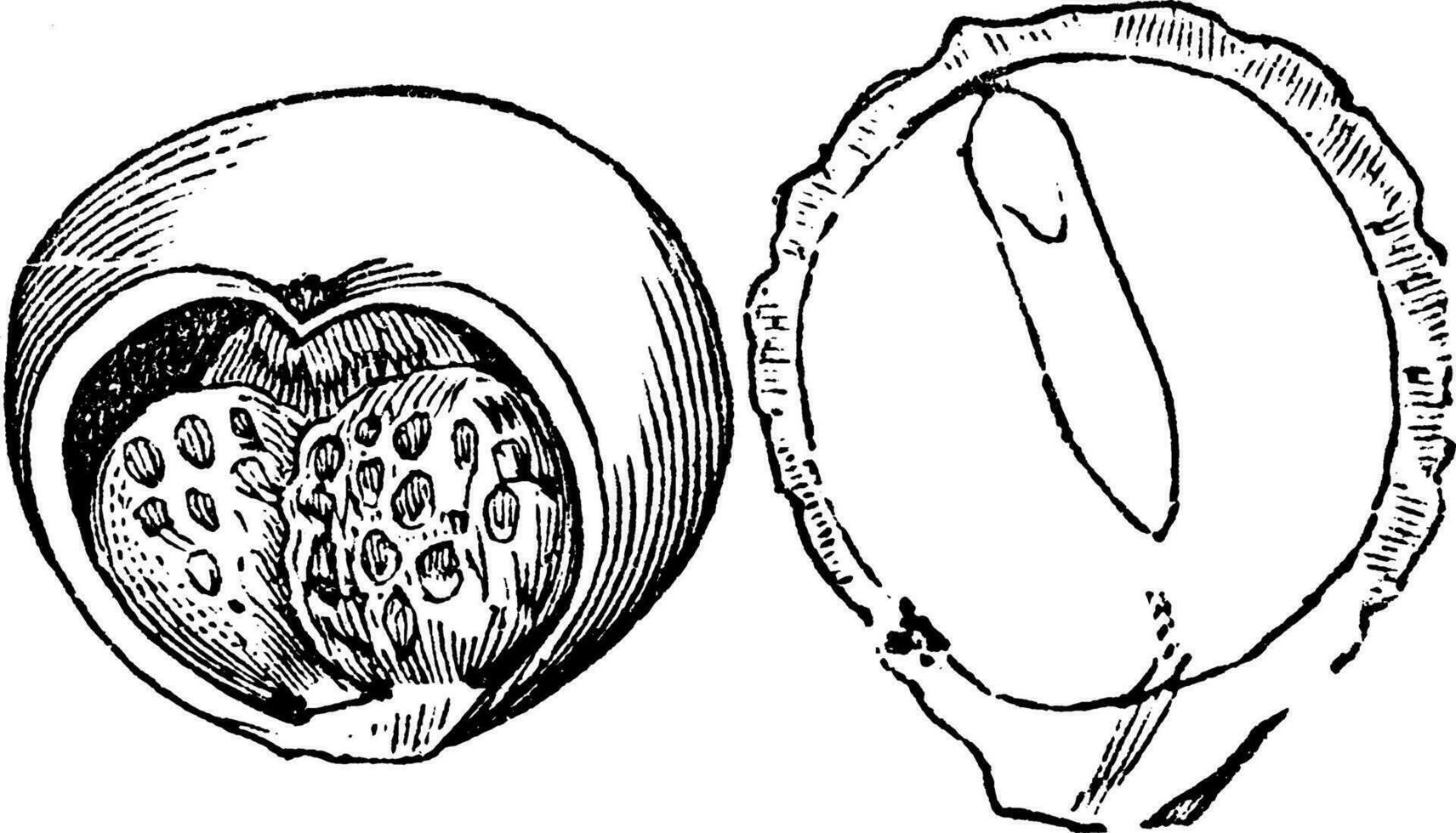 wild Arum Obst und Samen Jahrgang Illustration. vektor