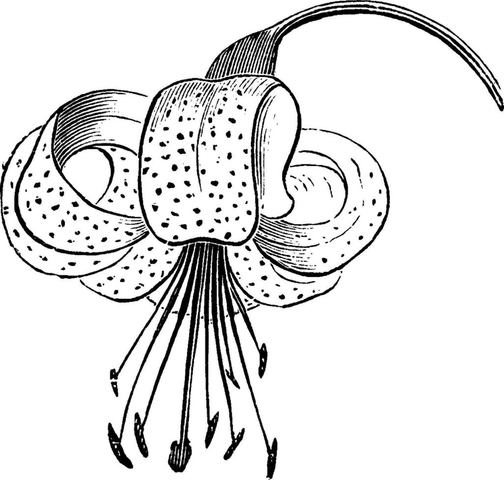 blomma av lilium pyrenaicum årgång illustration. vektor