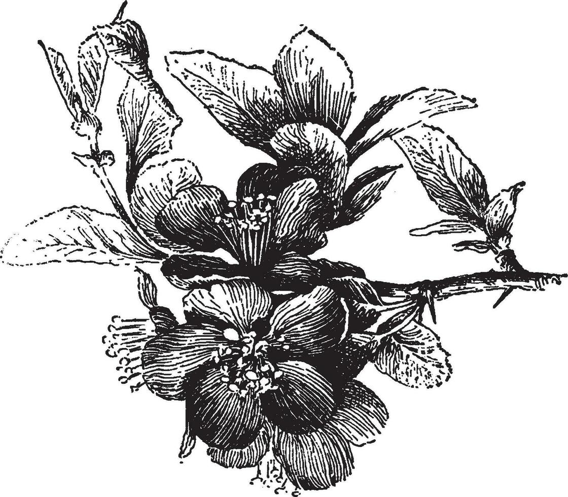 chaenomeles japonica årgång illustration. vektor