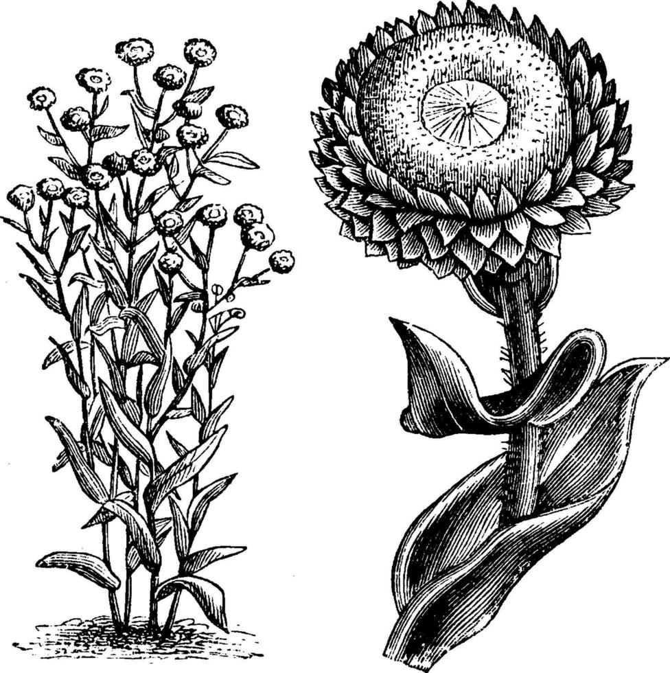 Gewohnheit, losgelöst, einzel, Blume, Kopf, ewig, Helichrysum, foetidum, Asteraceae, Blumen, glänzend, Blumenköpfe Jahrgang Illustration. vektor