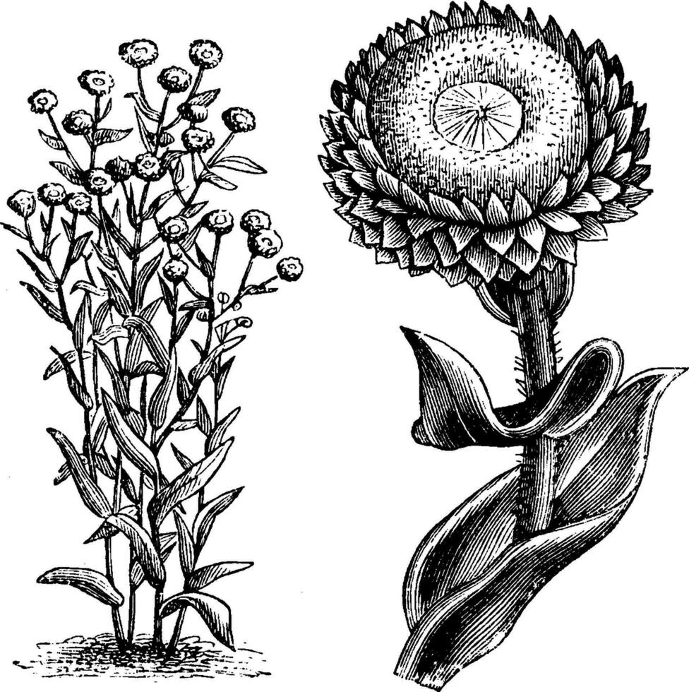 vana, friliggande, enda, blomma, huvud, evigheter, helichrysum, foetidum, asteraceae, blommor, glansig, blomhuvuden årgång illustration. vektor
