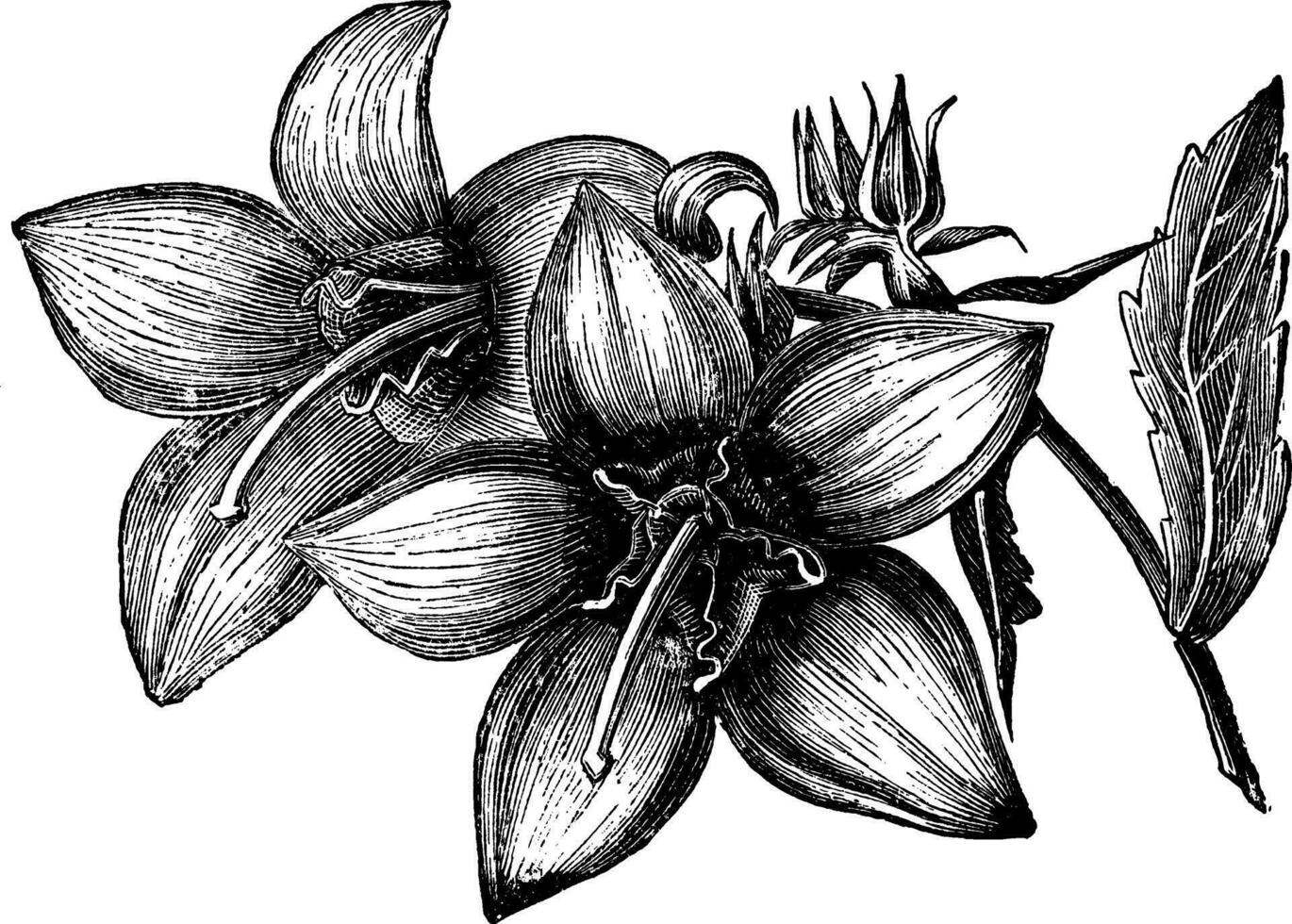 blommor av campanula laciniata årgång illustration. vektor