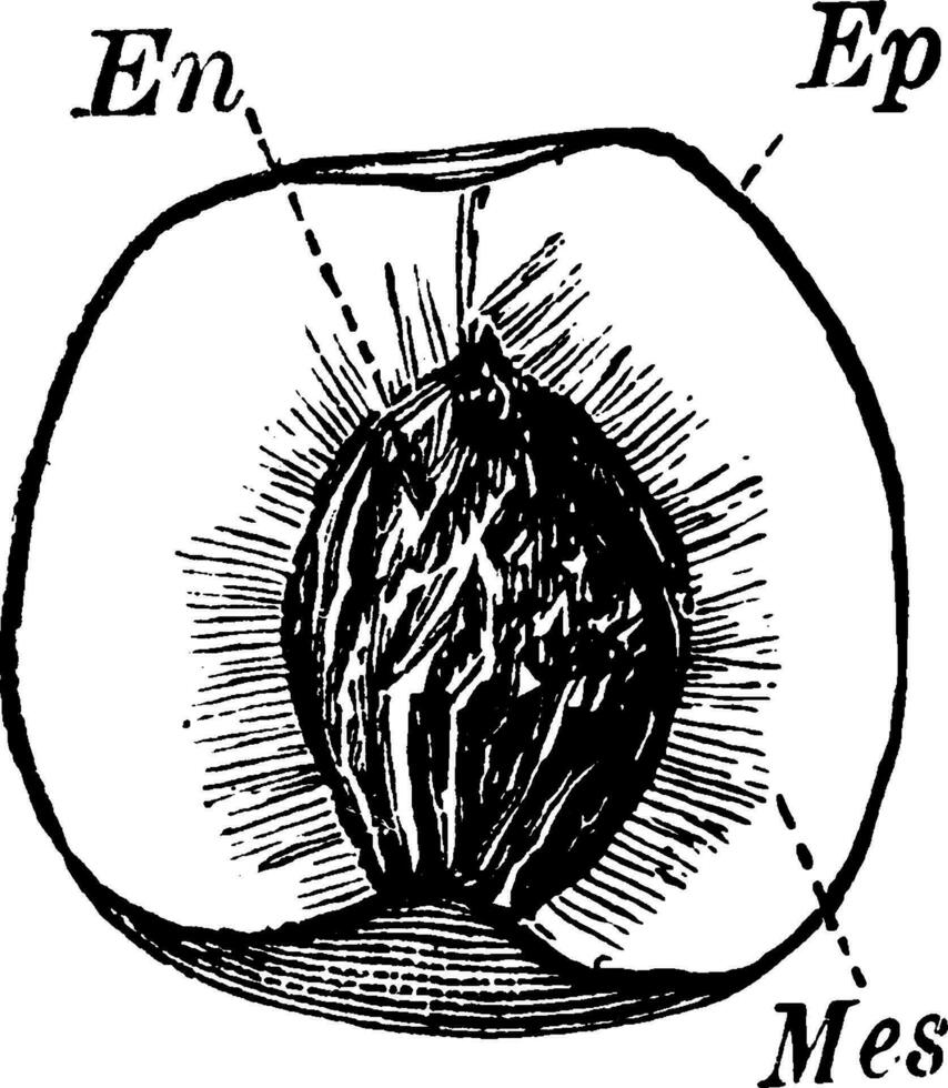 Pfirsich Jahrgang Illustration. vektor