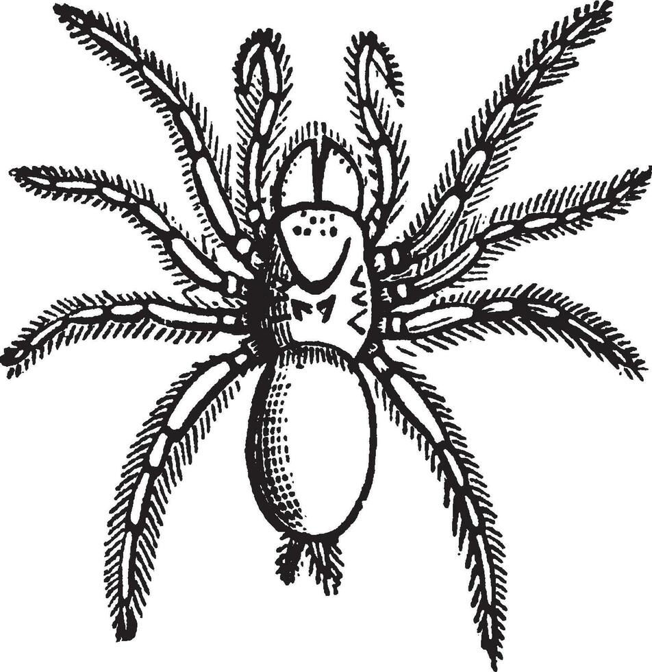 mygale fodiens, årgång illustration. vektor