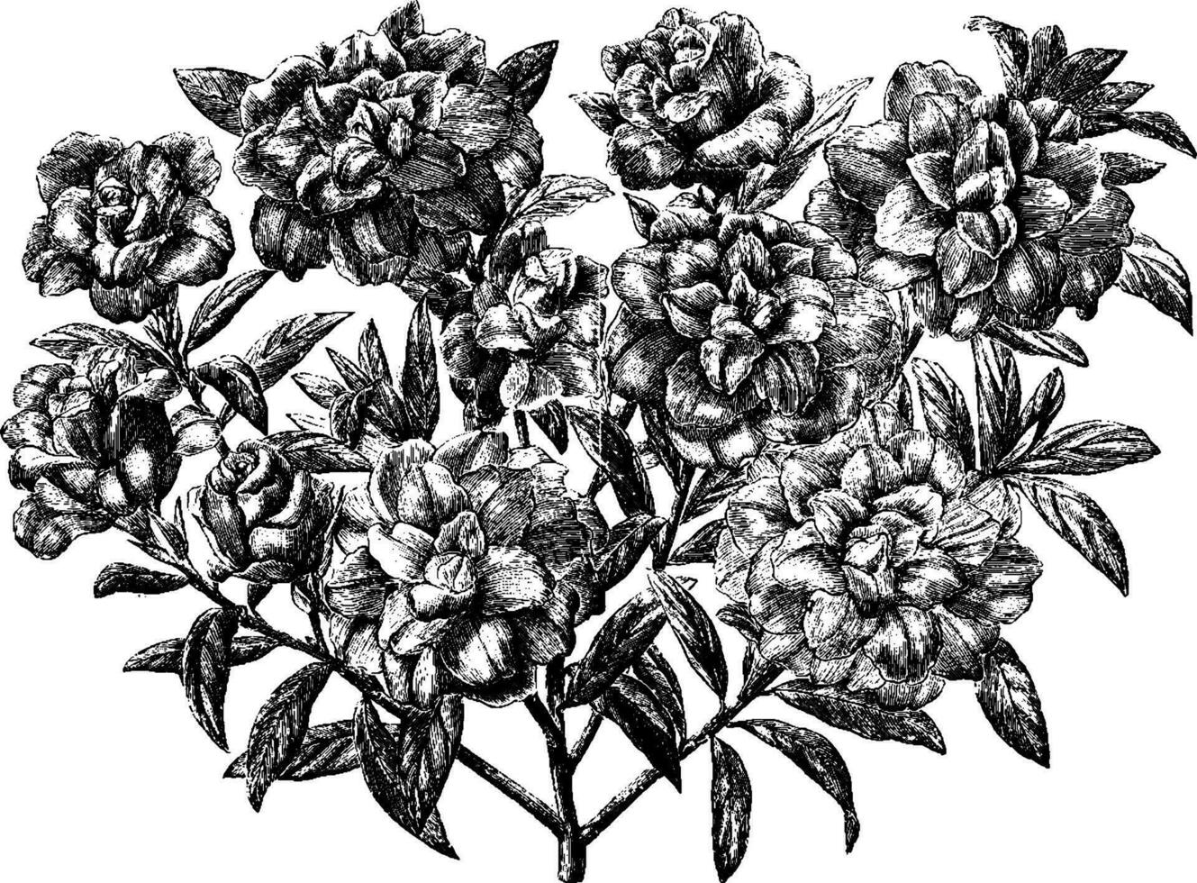 Azalee Balsaminaeflora Jahrgang Illustration. vektor