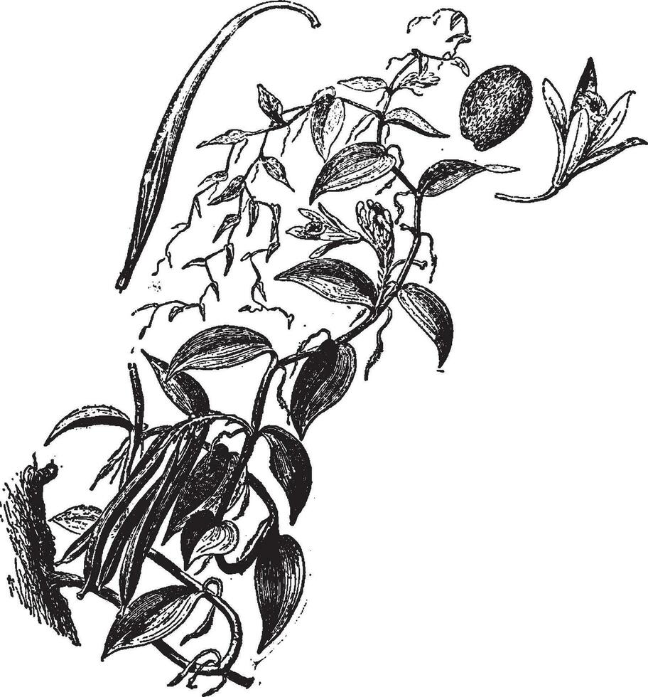 Vanille Pflanze Jahrgang Illustration. vektor