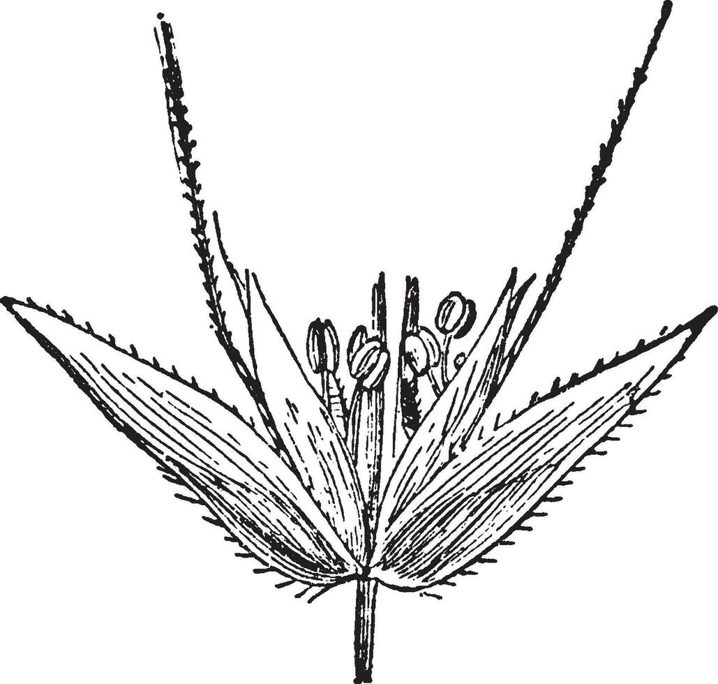 Poaceae-Weinleseillustration. vektor