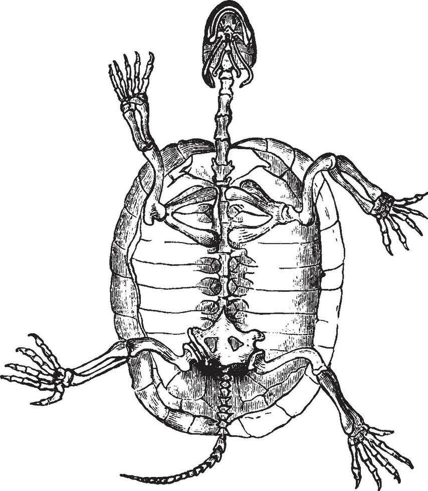 Schildkrötenskelett, Vintage Illustration. vektor