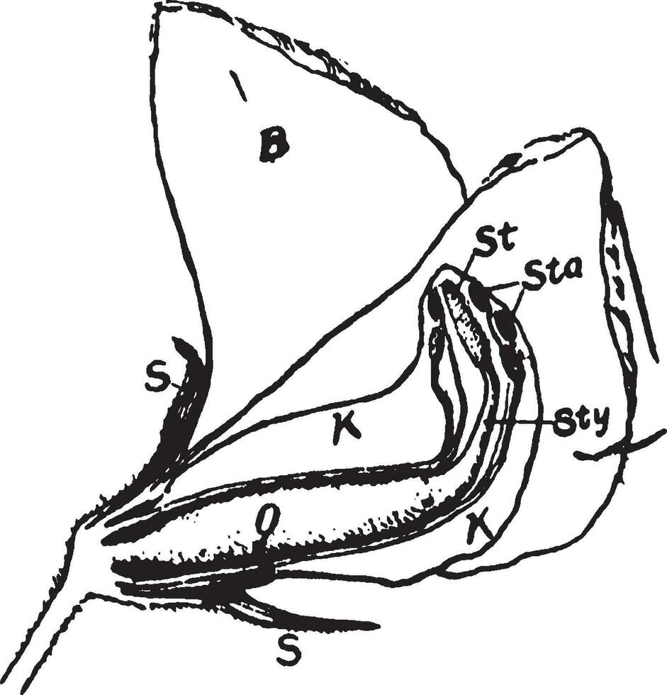 ärta blomma årgång illustration. vektor