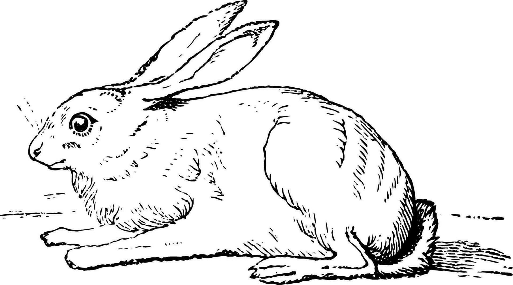 Hase Jahrgang Illustration. vektor