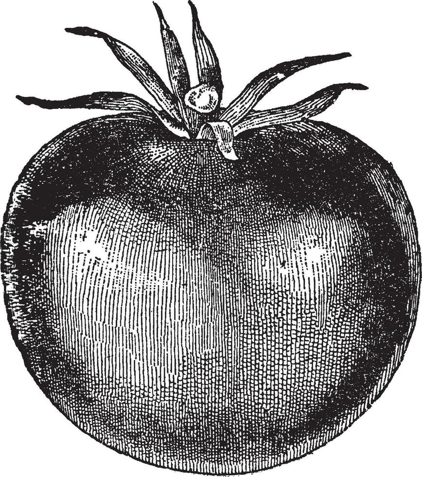 Tomate Jahrgang Illustration. vektor