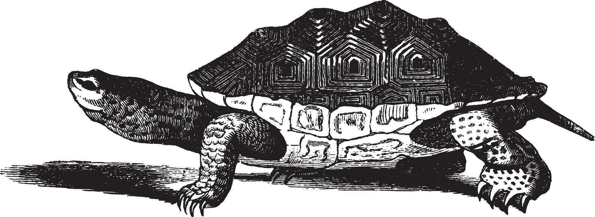 salt vatten terrapin, årgång illustration. vektor