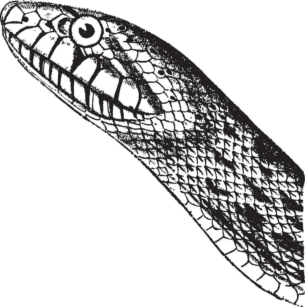 tall orm, årgång illustration. vektor