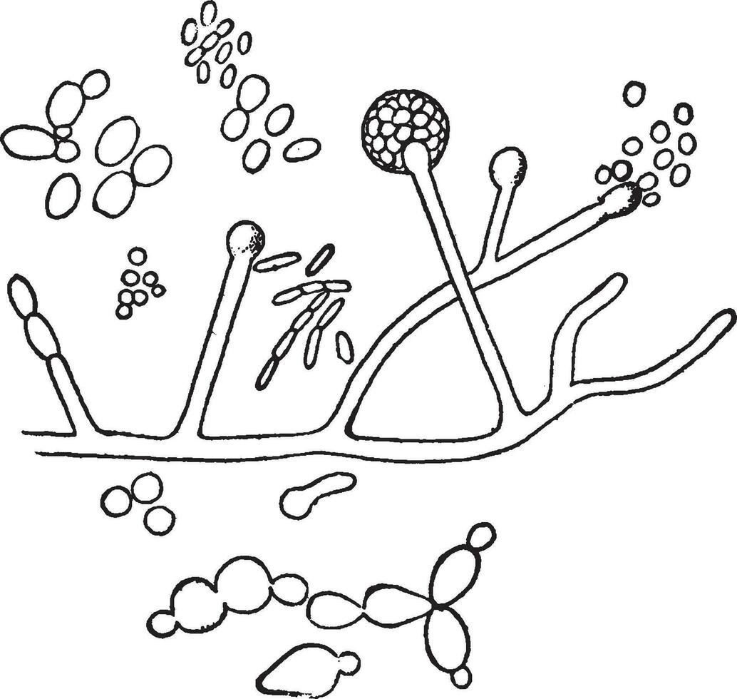 jäsning av vin årgång illustration. vektor