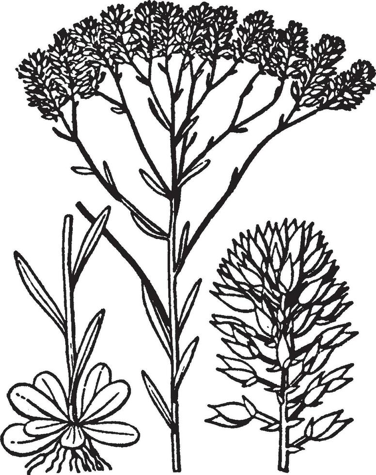 polygala årgång illustration. vektor