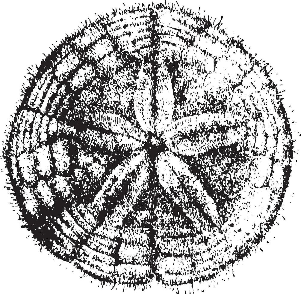 sand dollar, årgång illustration. vektor