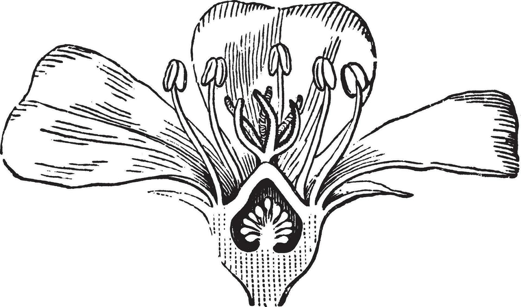 Portulak-Blume Jahrgang Illustration. vektor
