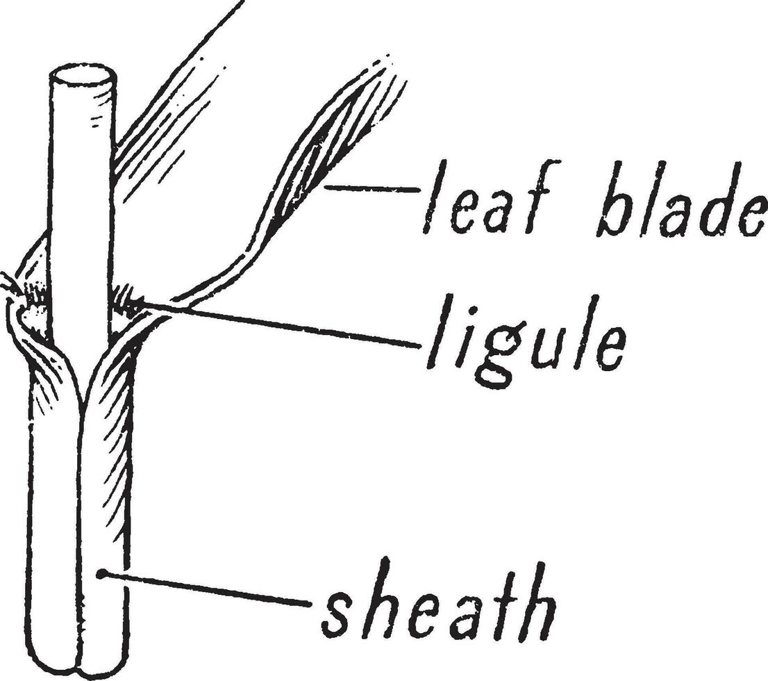 Gras Morphologie Jahrgang Illustration. vektor