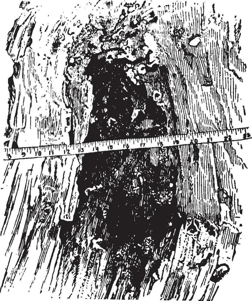 inuti de träd lem årgång illustration. vektor