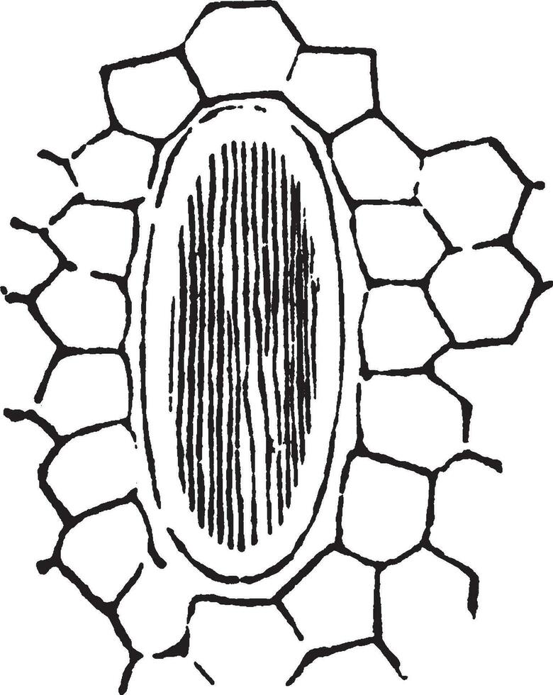 raphides årgång illustration. vektor