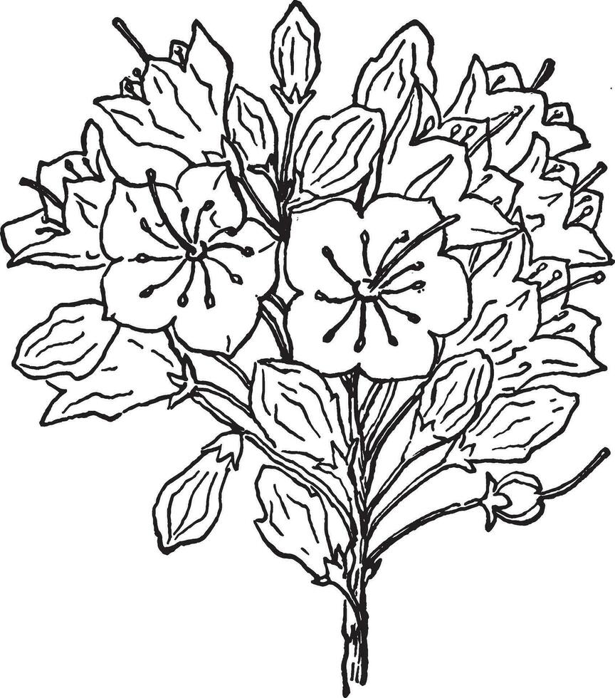 Berg, Lorbeer, Blume, Kalmie, Latifolia, runden, geschehen, Cluster Jahrgang Illustration. vektor