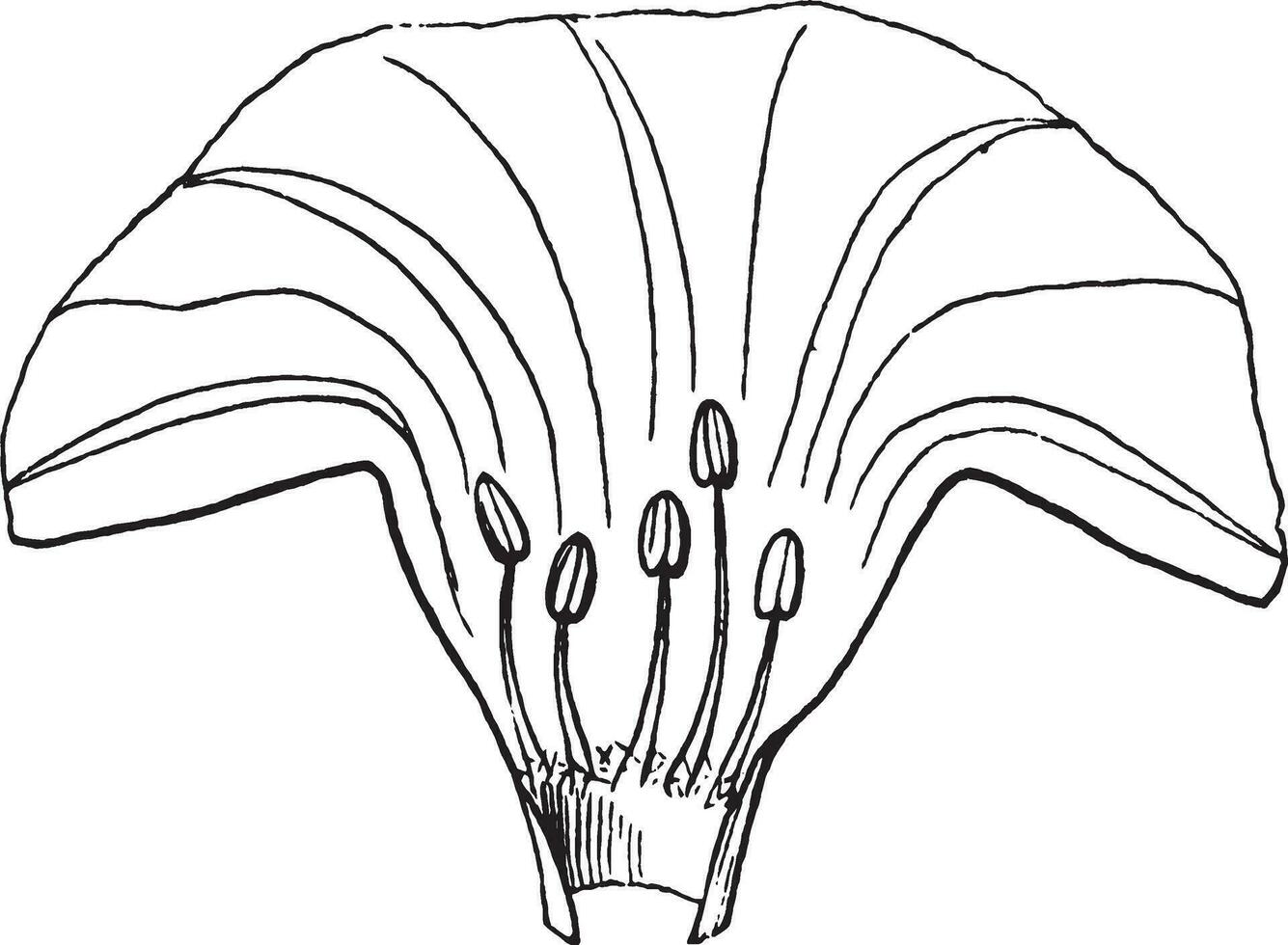 morgon- ära stamen årgång illustration. vektor