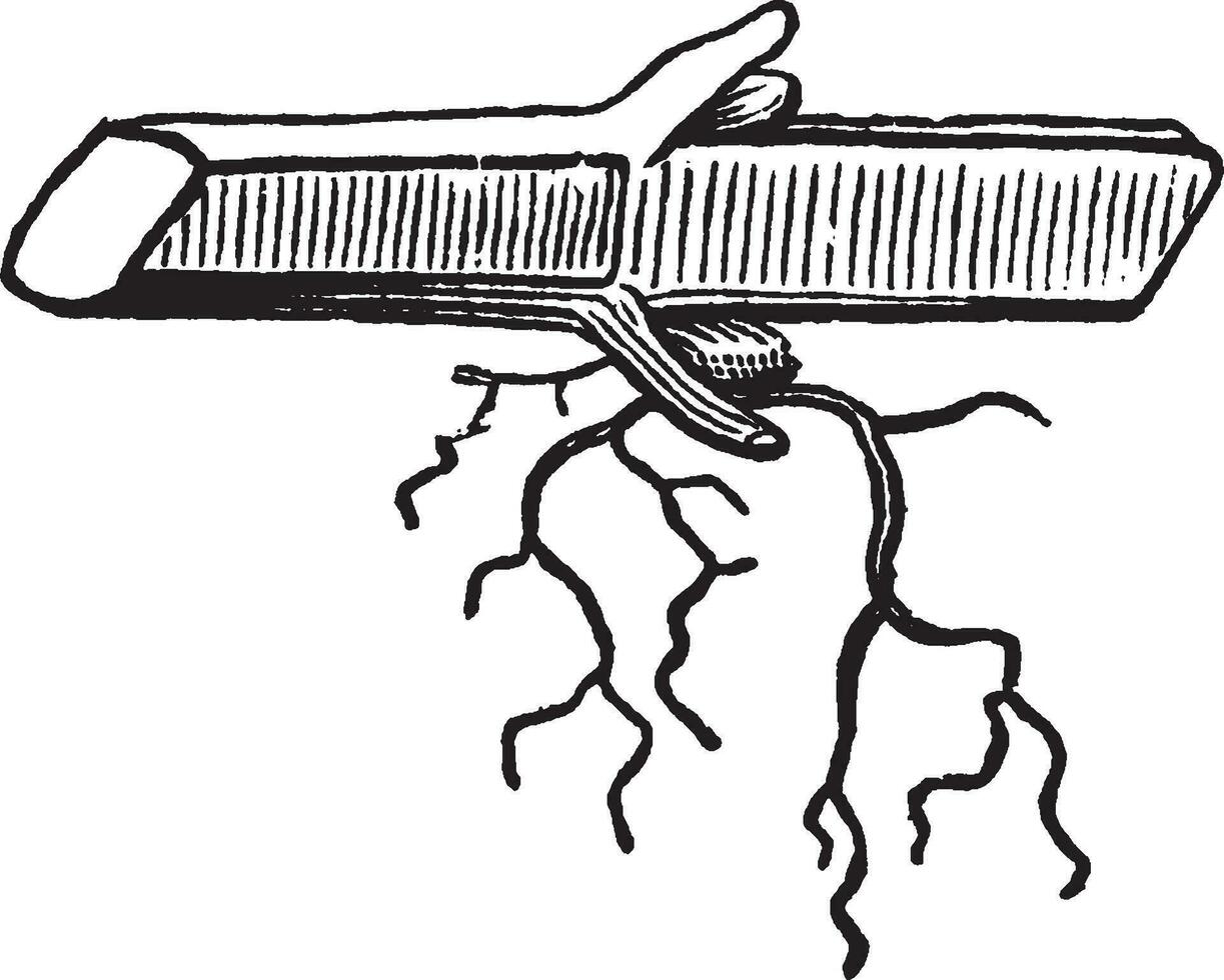 pepparmynta årgång illustration. vektor