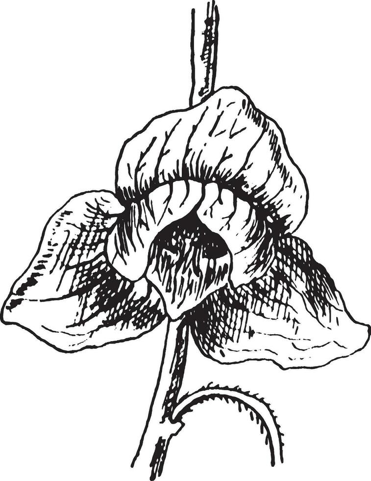 Papaw Blume Jahrgang Illustration. vektor