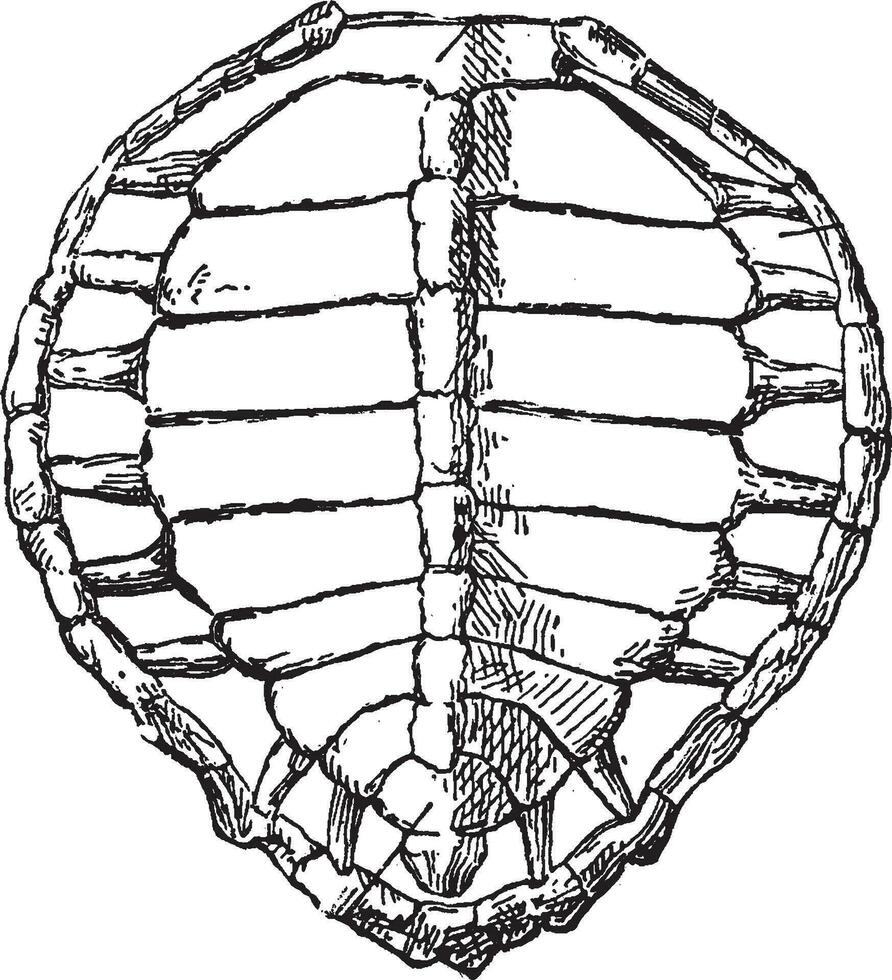 Schildkröte Hülse, Jahrgang Illustration. vektor