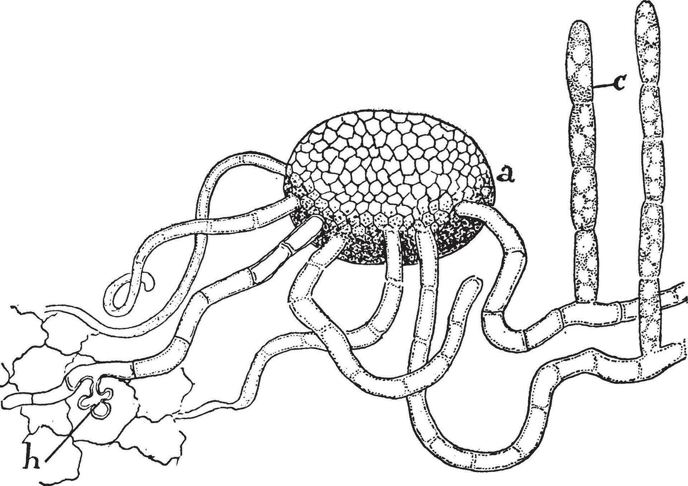 mycelium årgång illustration. vektor