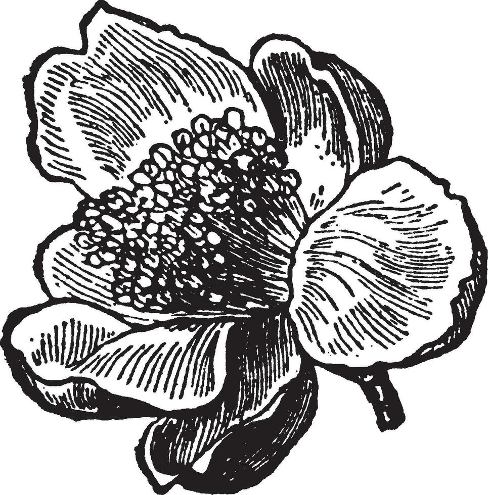 Tee Blume Jahrgang Illustration. vektor