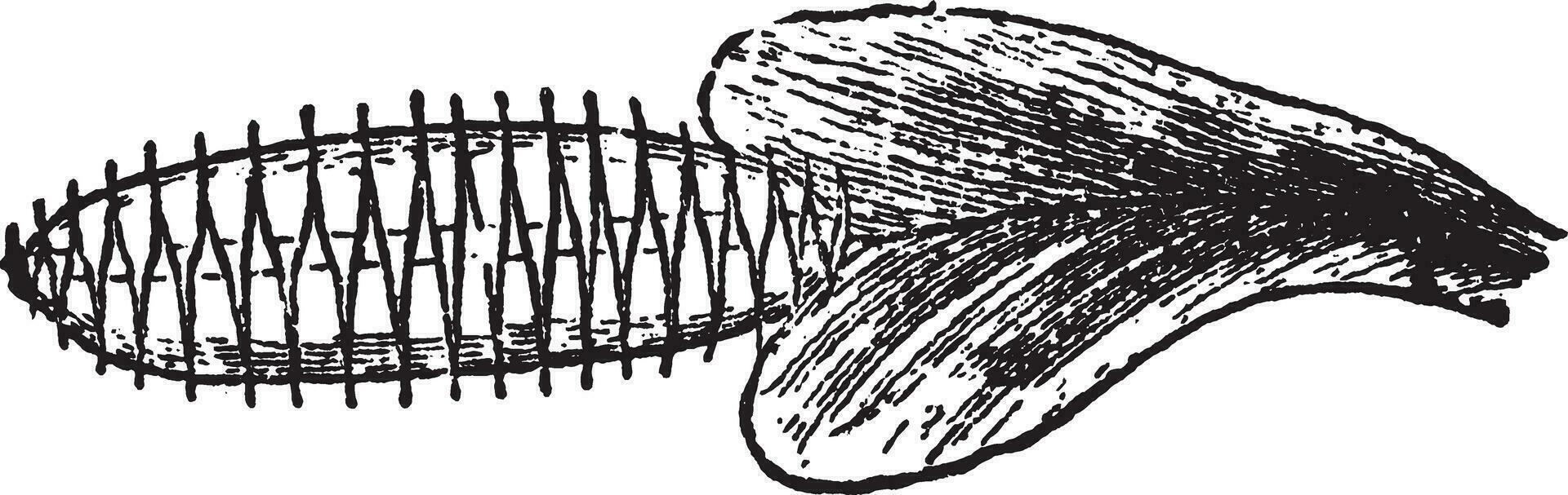 Venus Fliegenfalle Jahrgang Illustration. vektor