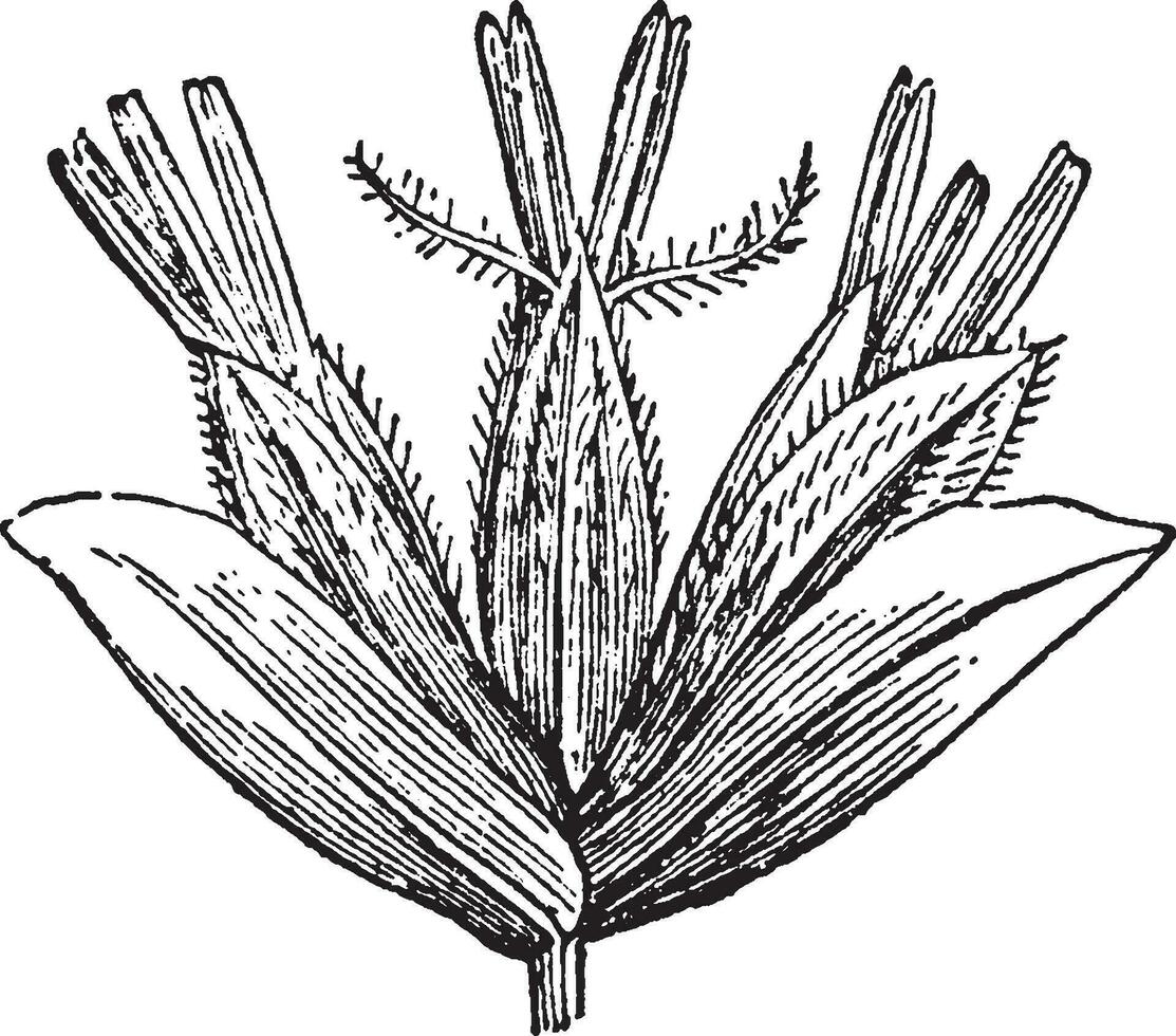 phalarideae årgång illustration. vektor