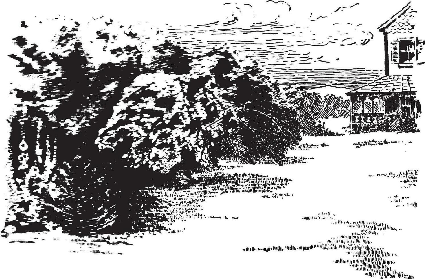 gråtande träd årgång illustration. vektor