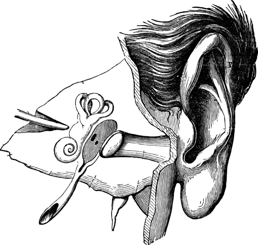 delar av de mänsklig öra, årgång gravyr vektor