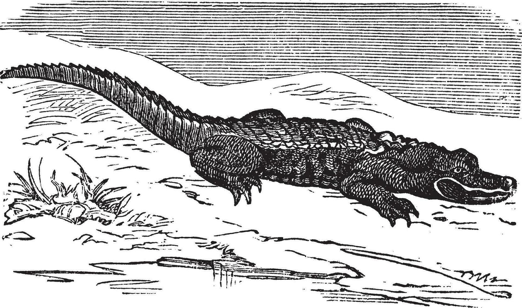 amerikan alligator gravyr, eller alligator mississippiensis. vektor