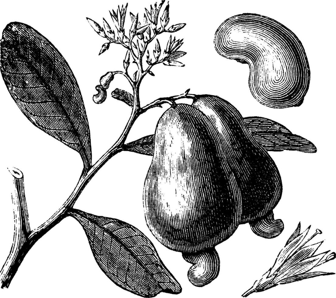 västerländsk kasju eller anakardium occidentale träd, äpple och nötter årgång gravyr. vektor