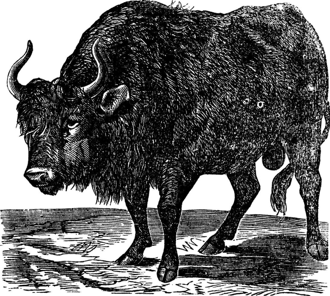 das amerikanisch Bison oder amerikanisch Büffel. Jahrgang Gravur. vektor