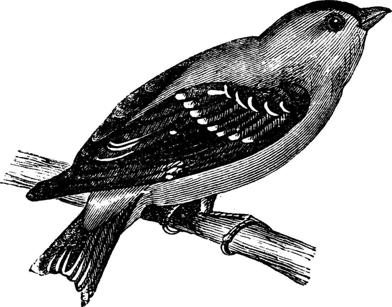vild kanariefågel eller amerikan steglits eller östra steglits årgång gravyr vektor