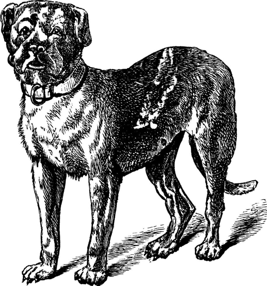 Dogge oder Dogge de Bordeaux oder Bordeaux Dogge oder Französisch Dogge oder Bordeauxdogge oder Canis Lupus vertraut Jahrgang Gravur vektor