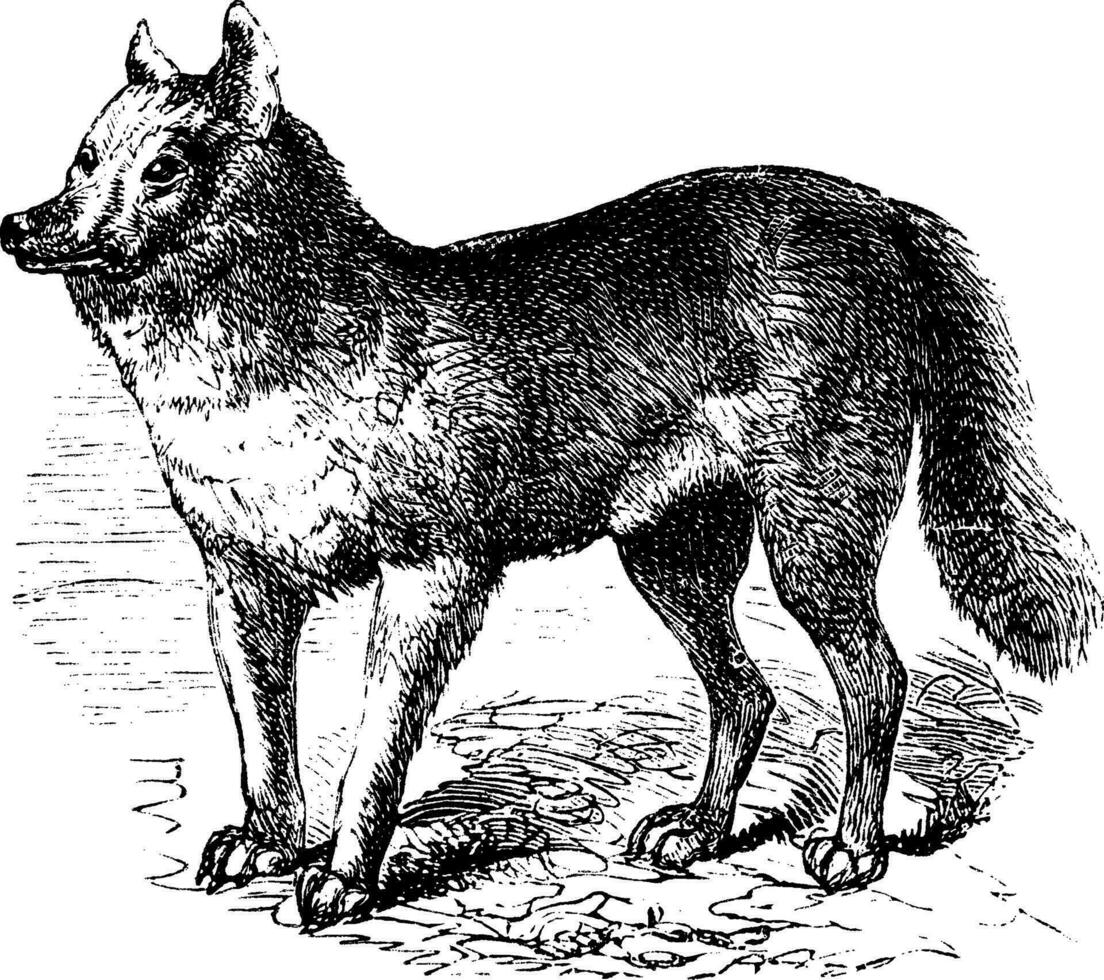 dingo årgång gravyr vektor
