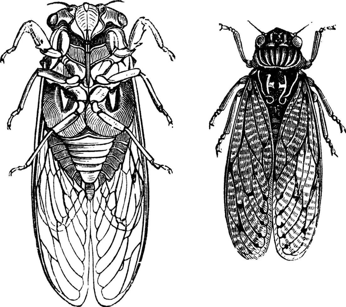 cikada eller cicadidae eller tettigarctidae årgång gravyr vektor